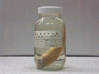藏品(黃擬鱸)的圖片